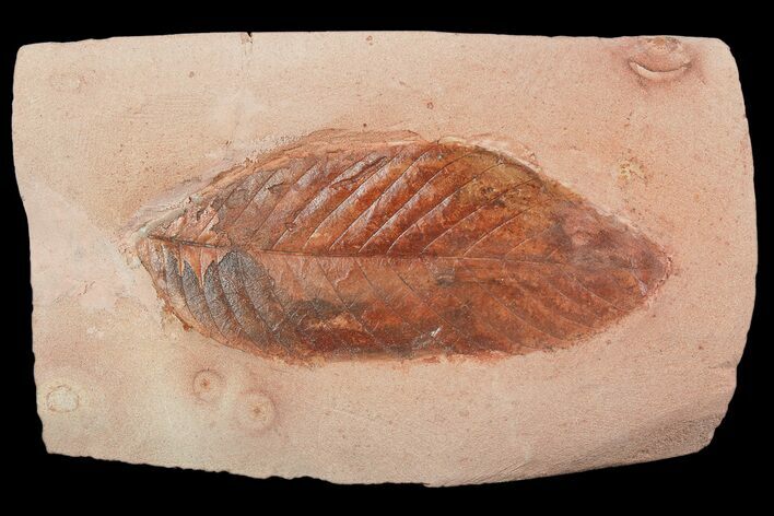 Red Fossil Leaf (Fraxinus) - Montana #92601